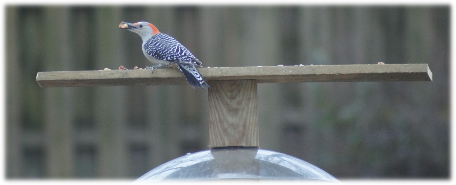 Squirrel proof DIY birdfeeder for woodpeckers