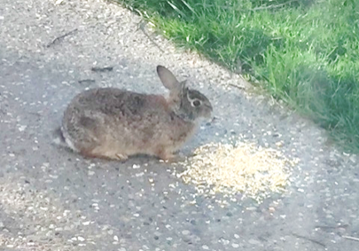 rabbit