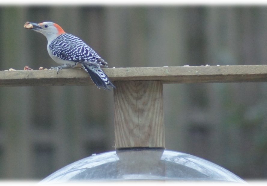 Squirrel proof DIY birdfeeder for woodpeckers